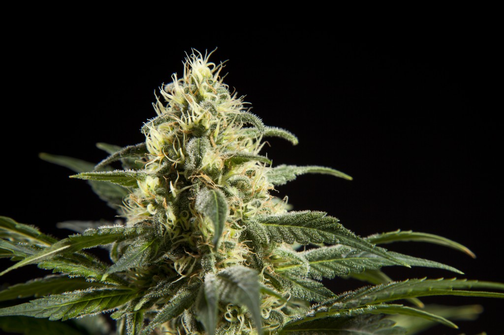 Black Bomb, Indica strain from Philosopher Seeds
