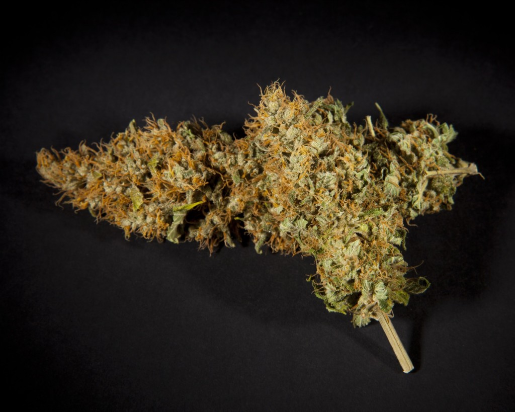 Orange Candy bud ready to be smoked