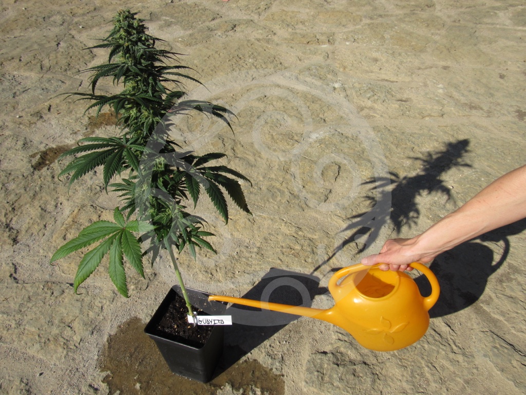 Com regar plantes de marihuana a terra