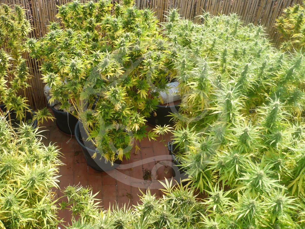 Como ocultar plantas de marihuana