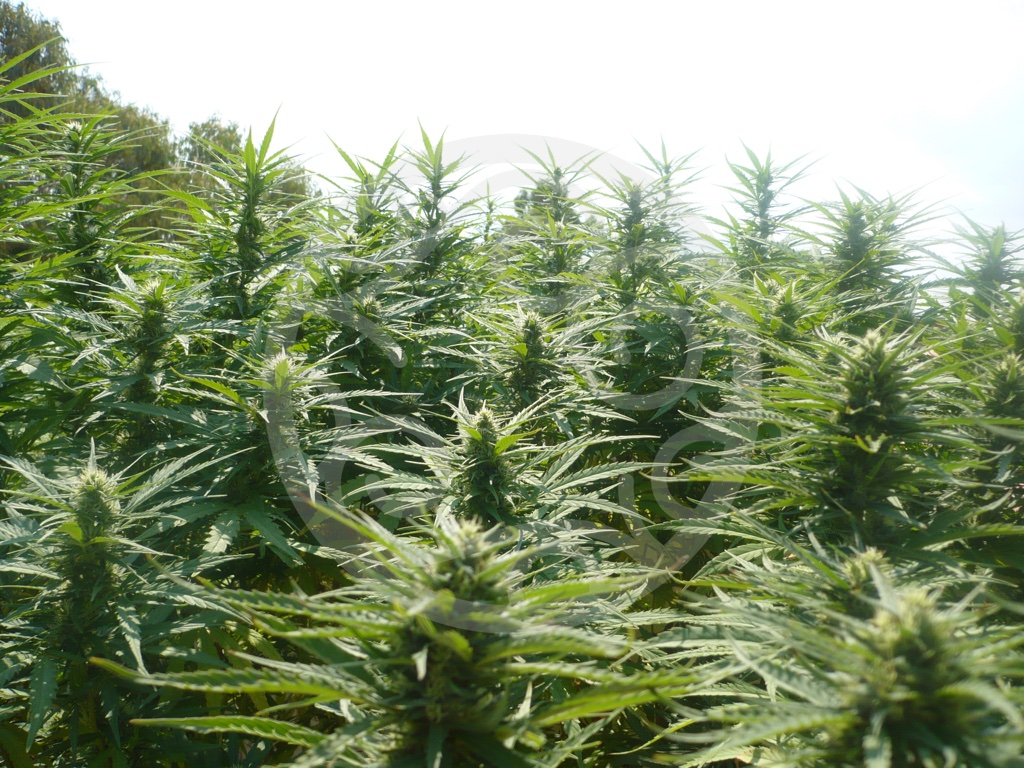 Pruning techniques for marijuana