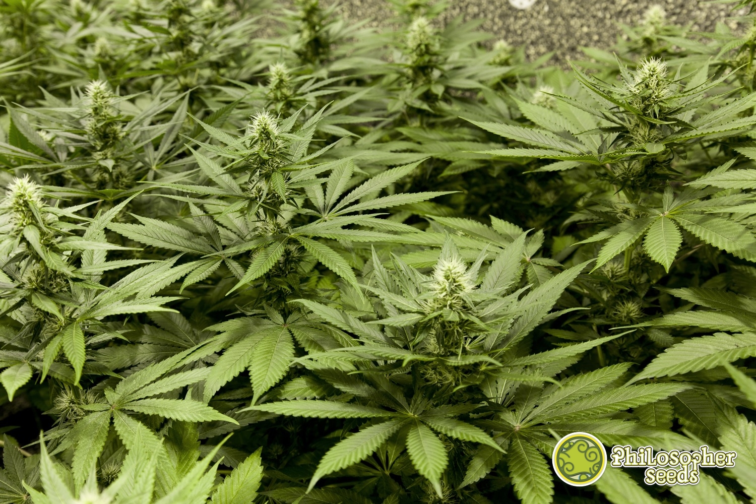 Cultivar marihuana en Sea Of Green