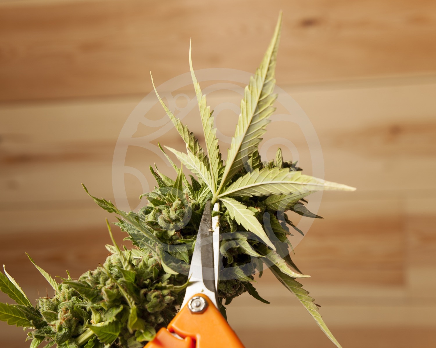 How to trim cannabis