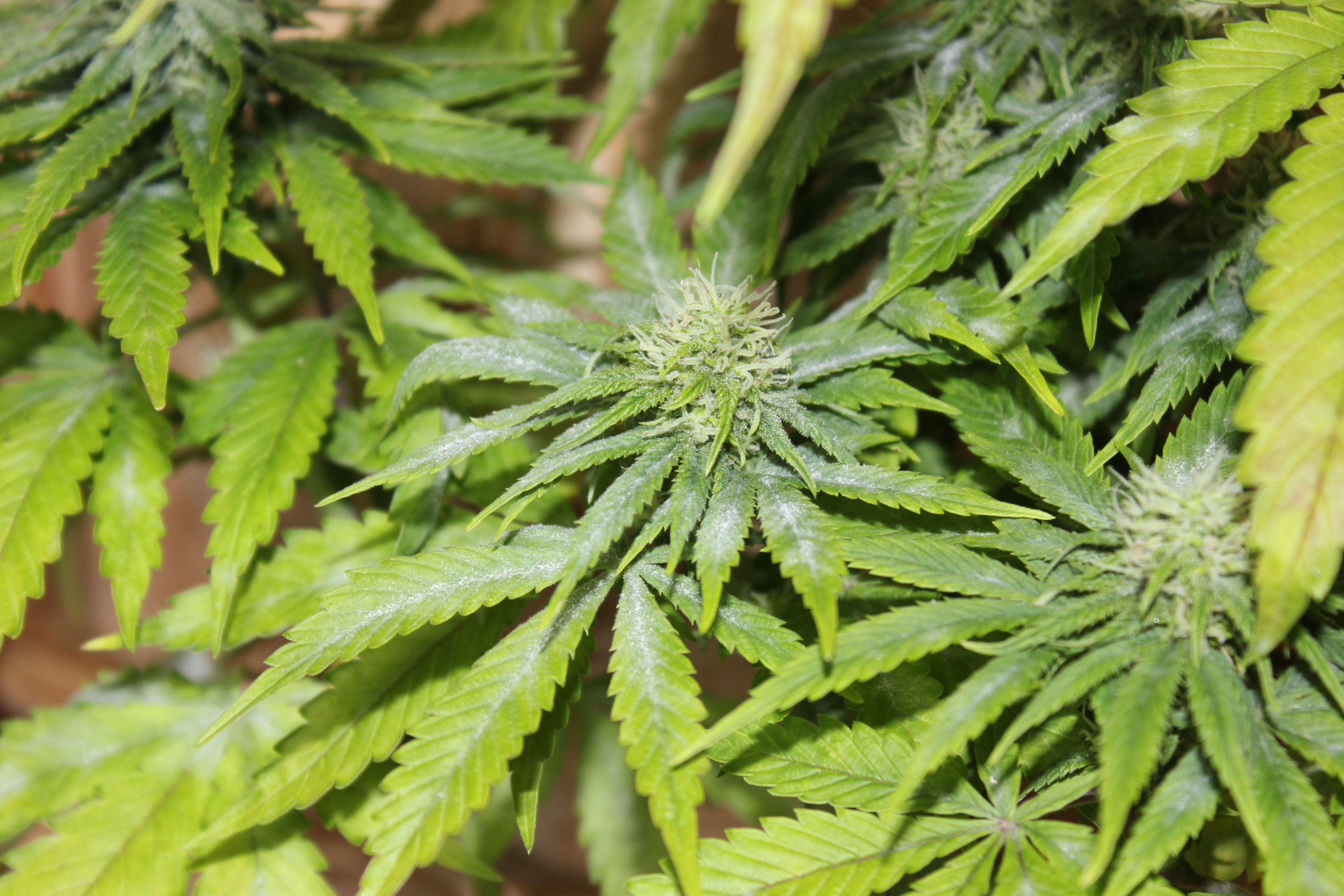 L'oidio nella coltivazione di marijuana