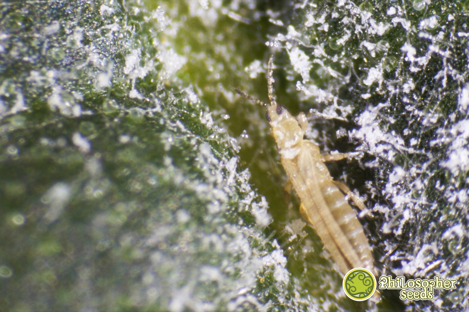 How to treat thrips on cannabis plants