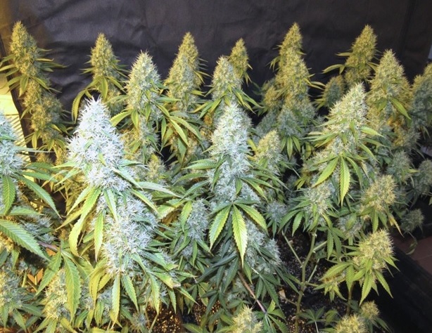 Grow report of Orange Candy, Black Bomb and Sugar Pop