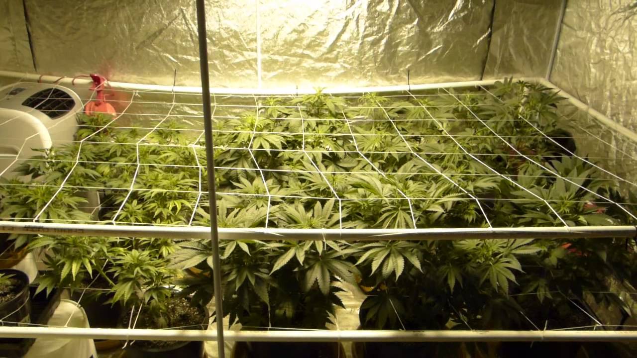 SCROG technique for growing cannabis