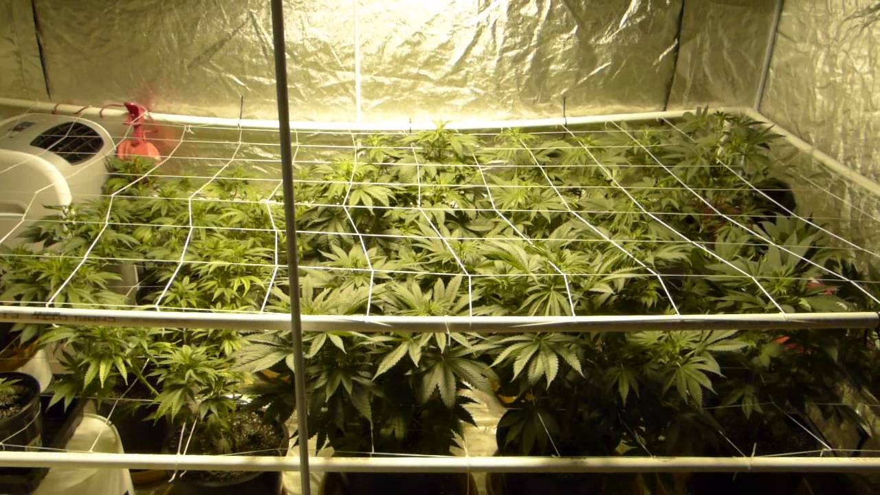 Culture de marijuana en SCROG