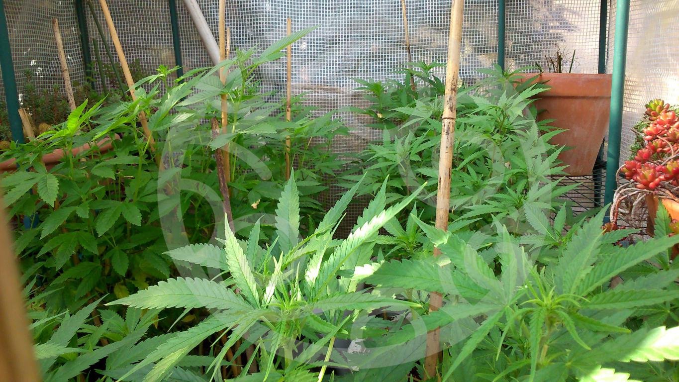 Intensive cannabis farming outdoors