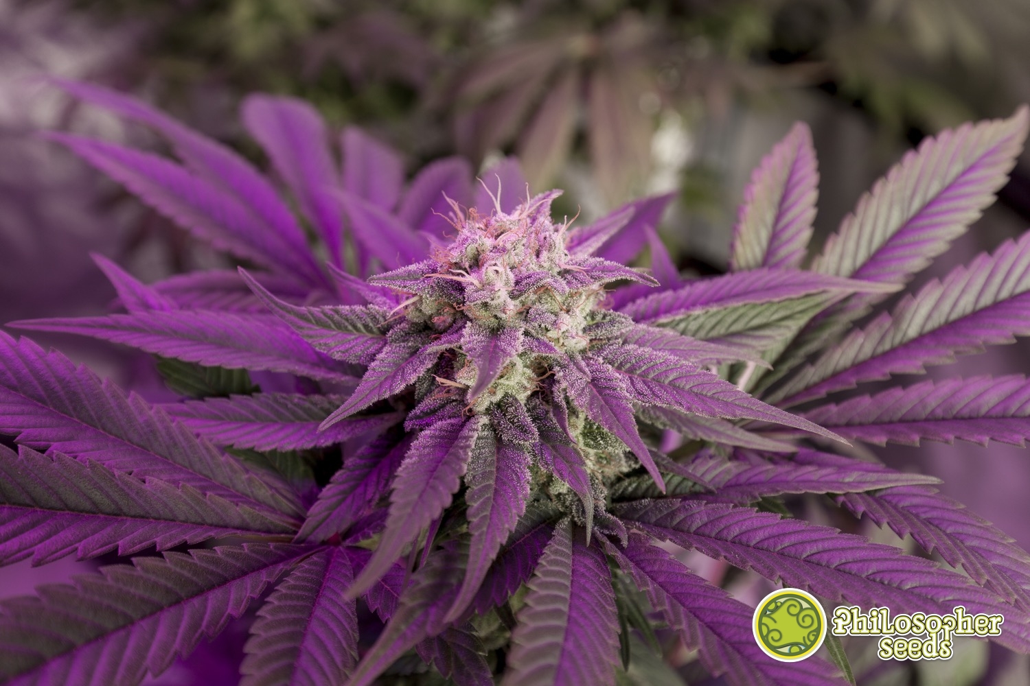 Grow Lights for indoor cannabis cultivation