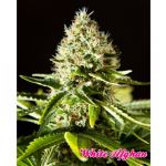White Afghan