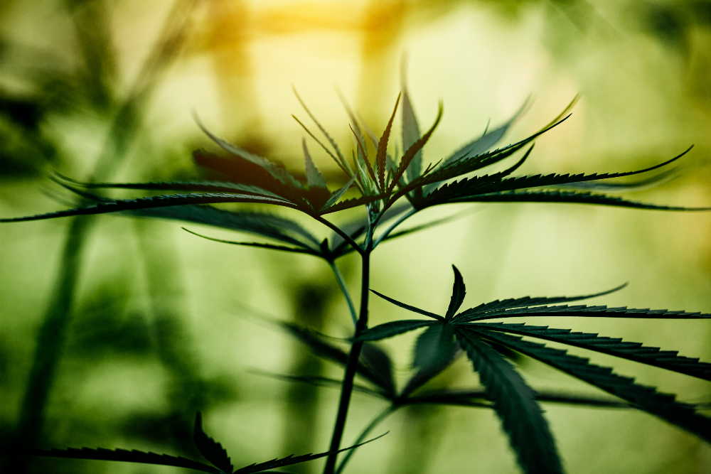 Cannabis hat viele verschiedene Aspekte