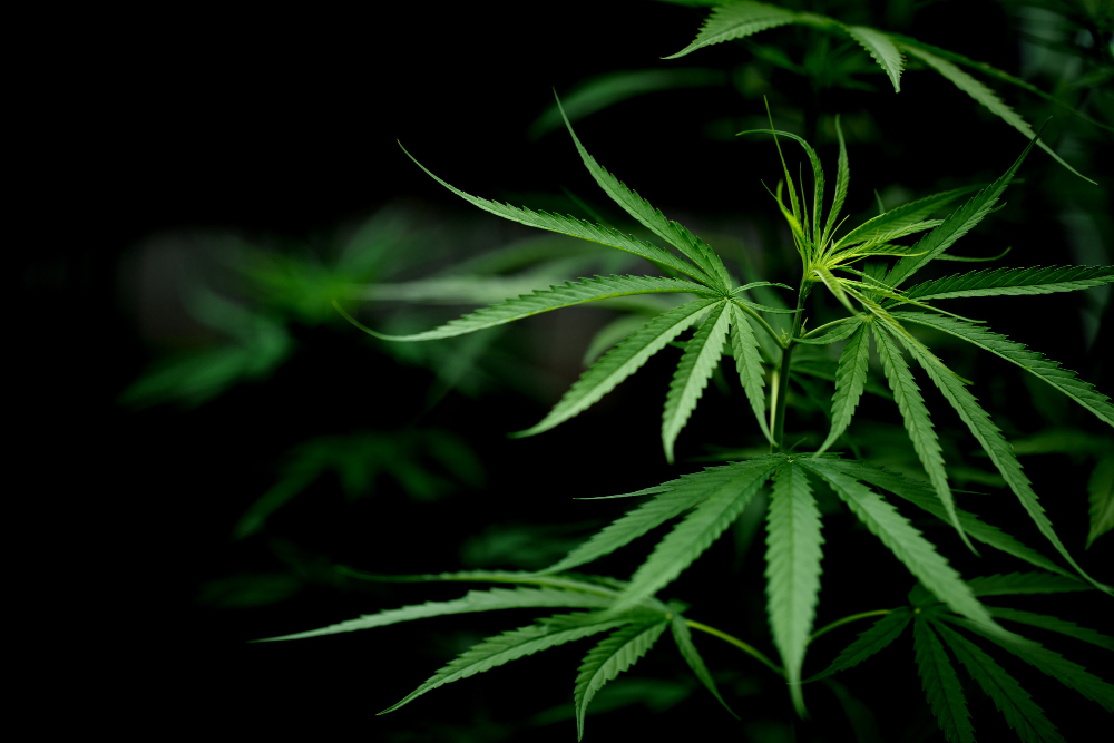 Abschaffung der Klassifizierung von Cannabis als ‘Indica‘ oder ‘Sativa‘
