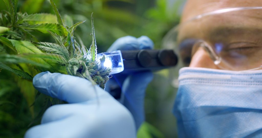 Bislang lag der Schwerpunkt auf Cannabinoiden und Terpenen, doch andere Verbindungen liefern ein vollständigeres Bild der sensorischen Eigenschaften von Marihuana