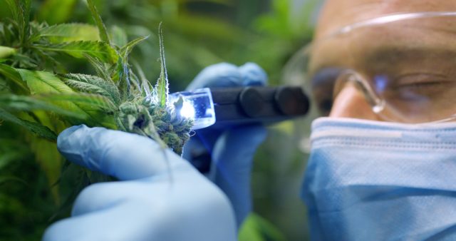 Until now, the focus has been on cannabinoids and terpenes, but other compounds provide a more complete picture of the sensory properties of cannabis