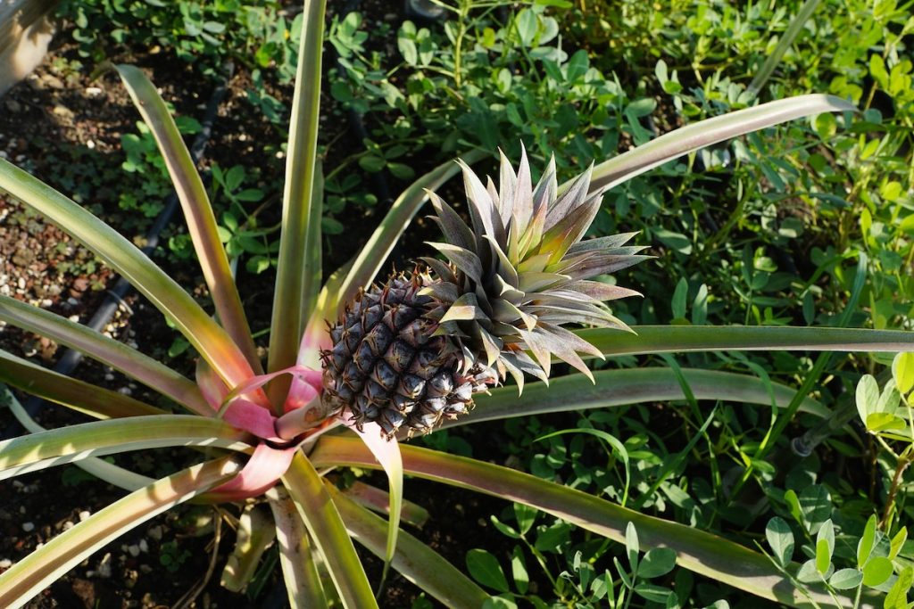 L'etil butanoato è un estere sotto forma di liquido incolore con un odore fruttato simile all'ananas