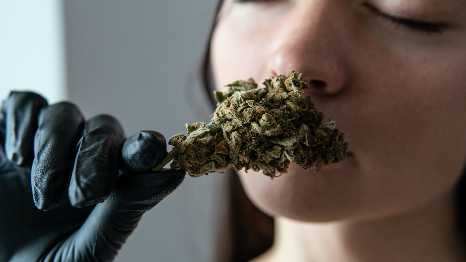 L'arôme et la saveur du cannabis au-delà des terpènes