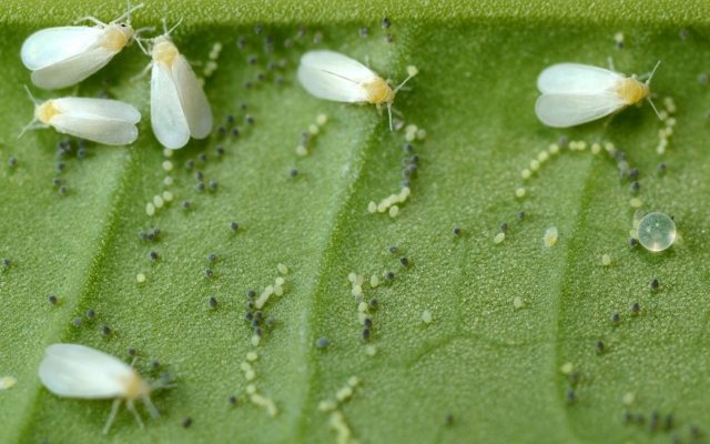 Whitefly eggs are slightly elongated, curved, and whitish when freshly laid, turning dark as the embryo matures.