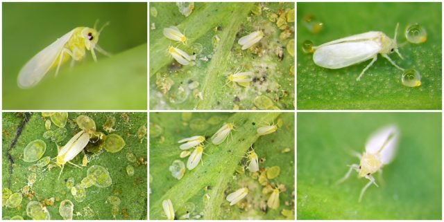 As the sap is rich in sugars, but poor in proteins, whiteflies must extract a large amount of it to obtain the proteins they need, while excreting the excess sugar in the form of honeydew.