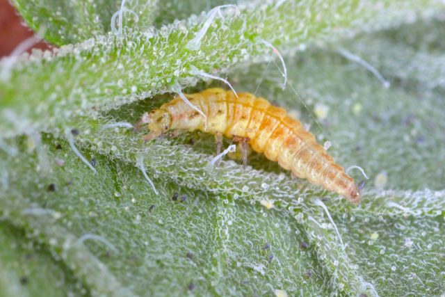 A larva de crisopa é caracterizada por possuir uma elevada capacidade de busca, intensa atividade, movimentos rápidos, muita agressividade, e por preferir insetos de corpo mole, como as ninfas das moscas brancas.