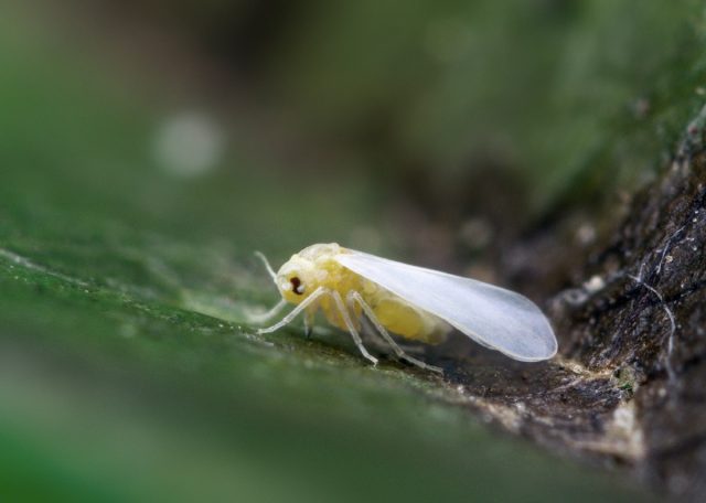 A causa di un uso eccessivo di insetticidi, la mosca bianca presenta un'enorme facilità nello sviluppare resistenza a numerosi prodotti chimici; persino dei nuovi principi attivi hanno mostrato fallimenti nel controllo