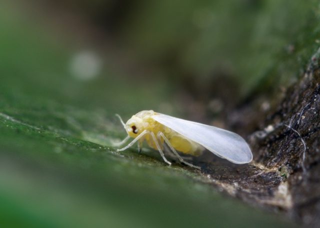 Debido a un uso excesivo de los insecticidas, la mosca blanca presentan una enorme facilidad para desarrollar resistencia a numerosos productos, incluso materias activas novedosas han llegado a causar fallos de control (Photo by Oregon Department of Agriculture, -CC-by-sa-2.0-) 