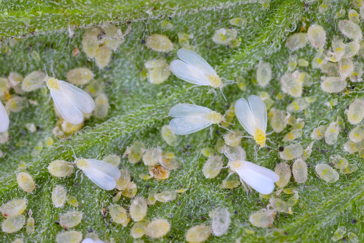 Como prevenir e tratar a praga da mosca branca