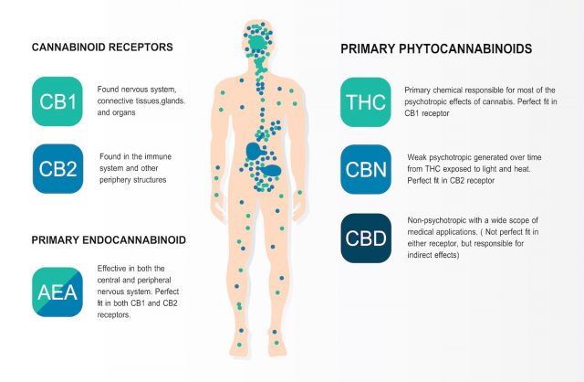 Cannabinol (CBN), like tetrahydrocannabinol (THC), acts at both CB1 and CB2 receptors, but with a higher affinity for CB2 than for CB1 receptors