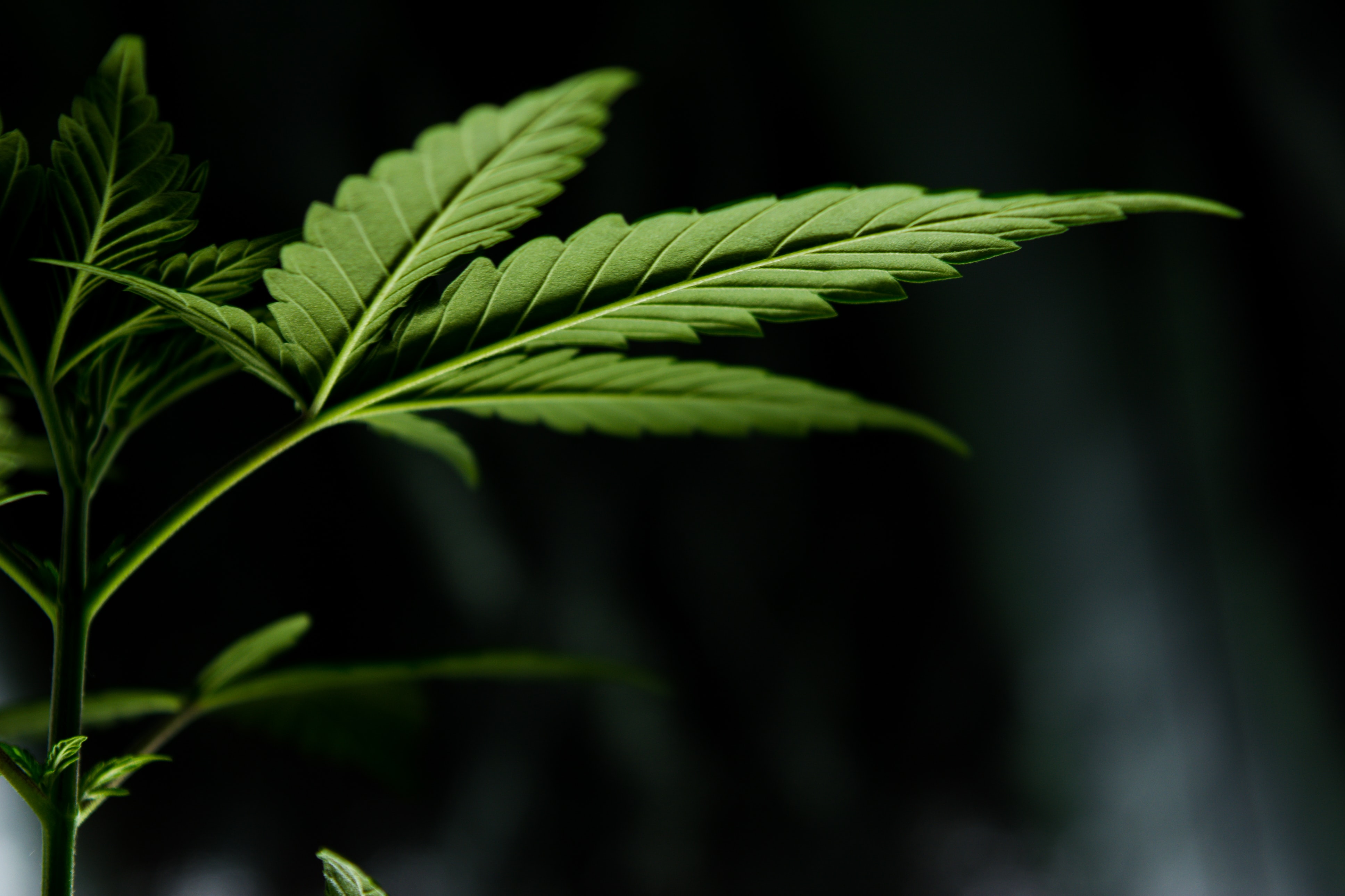 La taille FIM du cannabis