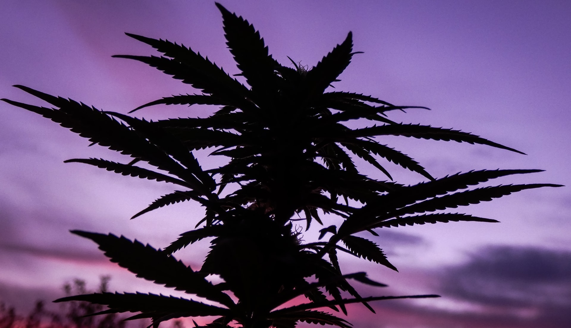 Cannabisanbau für Faule