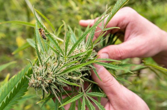 Cultivador comprobando si una planta de marihuana ha sido polinizada