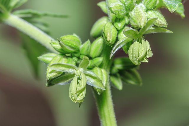 Appearance of male cannabis flowers when they begin to open to release their pollen