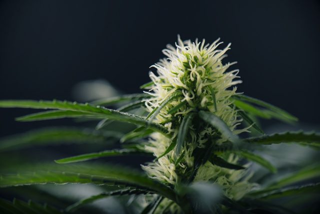Una planta femenina de cannabis "a punto de caramelo" para ser polinizada