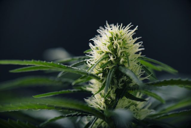 Un plant de cannabis femelle prêt à être pollinisée