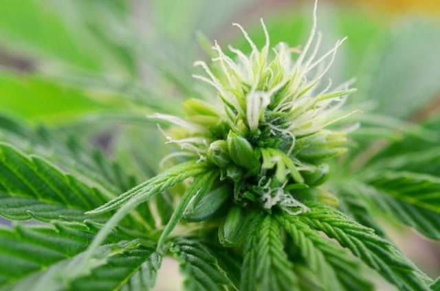 Plante de cannabis hermaphrodite, avec des fleurs mâles et femelles sur la même plante