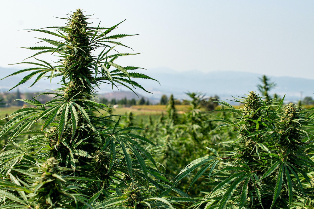Aunque Alemania sea un pais frio las autoflorecientes son una buena opción para cultivar en exterior