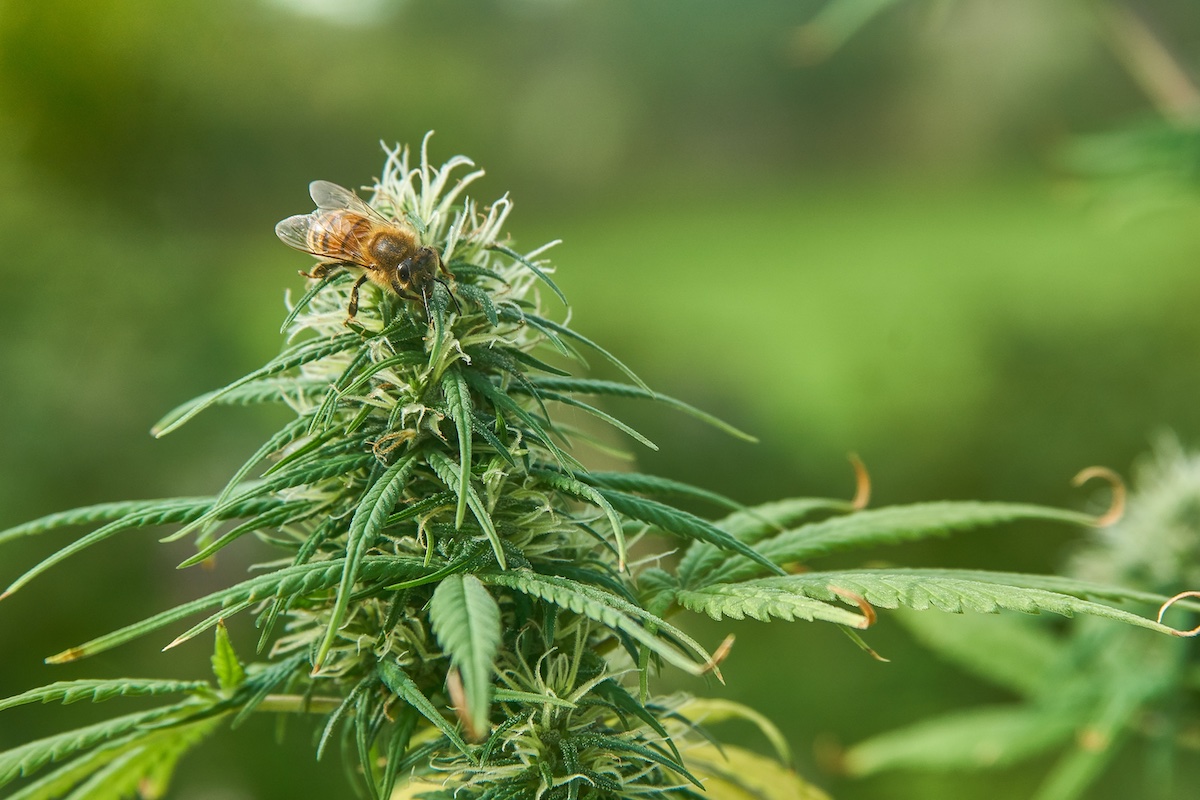 The pollination of cannabis