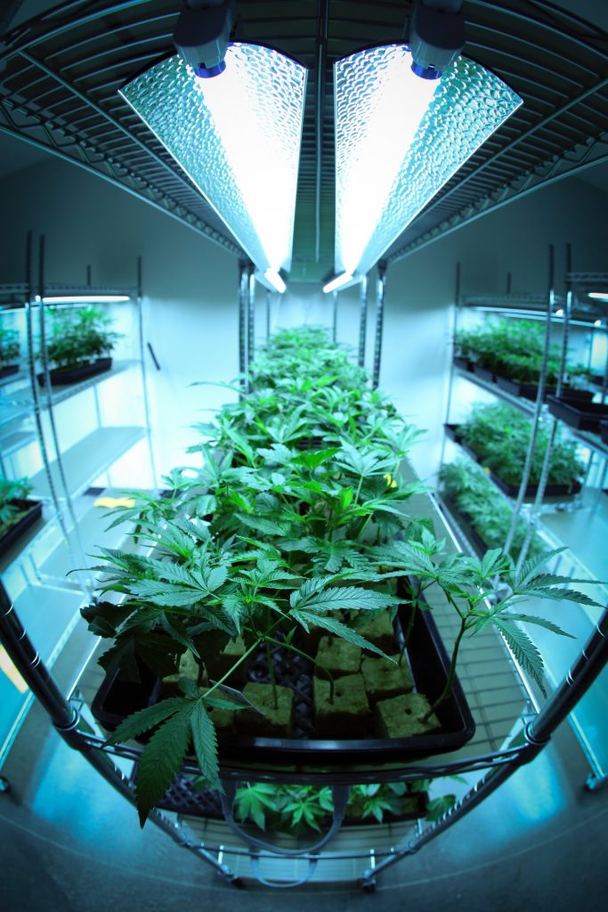 Using clones can buy us time compared to seeds (Photo: Ryan Lange)