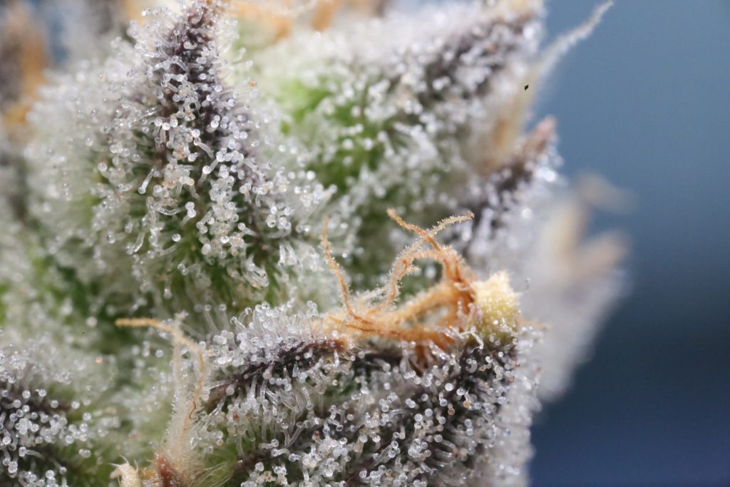 Large amounts of glandular trichomes are produced in the calyxes (Photo: Ryan Lange)