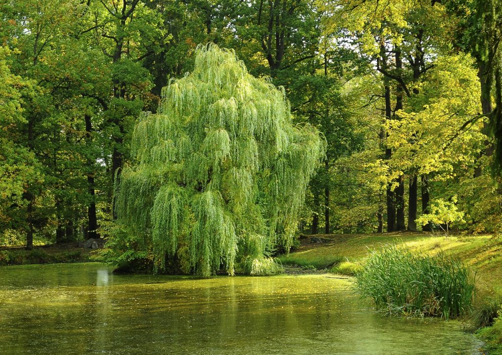 We can take advantage of willow's properties to prepare an effective rooting agent for clones.