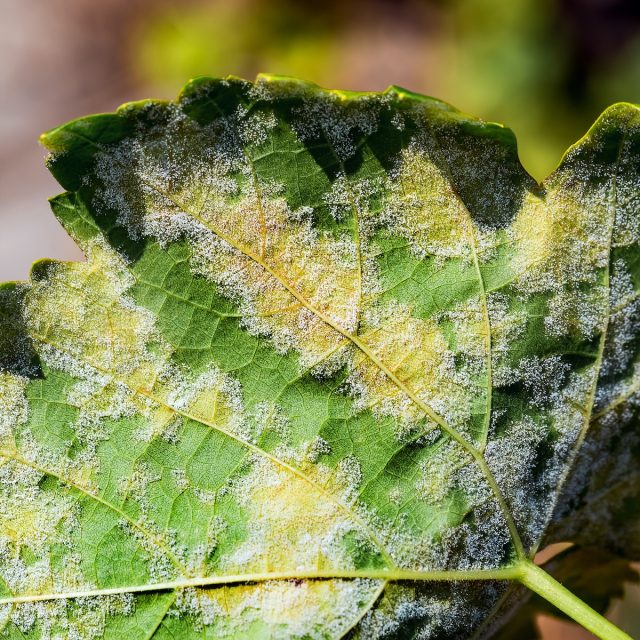 Another difference with powdery mildew is that when it comes to mildew, if we shake that superficial fluff a little, we can see the discolored areas, also known as "oil spots"