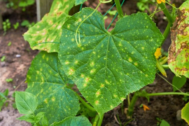 Feuilles de concombre affectées par le mildiou