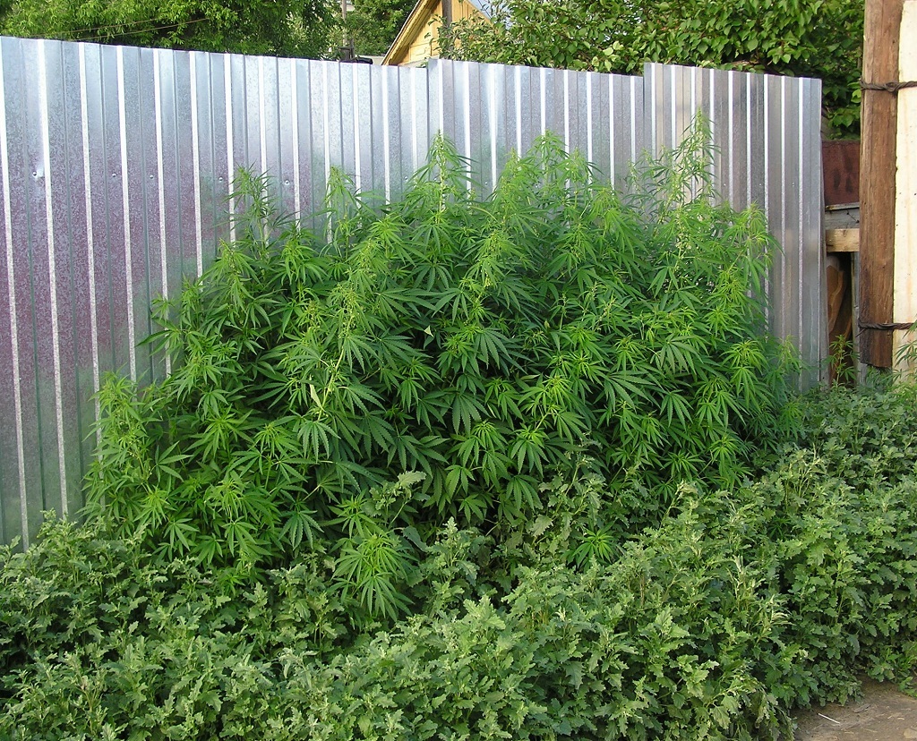 El cannabis Ruderalis crece en prácticamente cualquier sitio