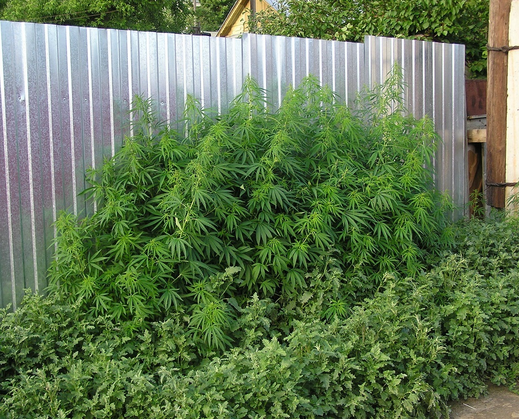 Ruderalis cannabis grows almost anywhere