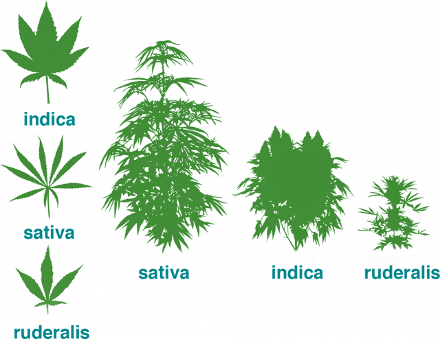 DIstintas morfologías en diferentes tipos de plantas de cannabis