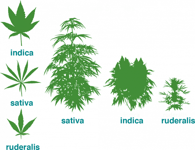 Different morphologies in different types of cannabis plants