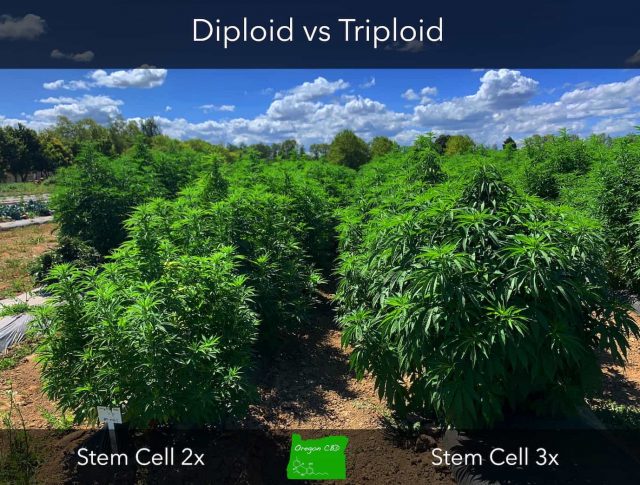 Differences in the production of diploid and triploid cannabis from Oregon CBD, another company that has also brought triploid genetics to market