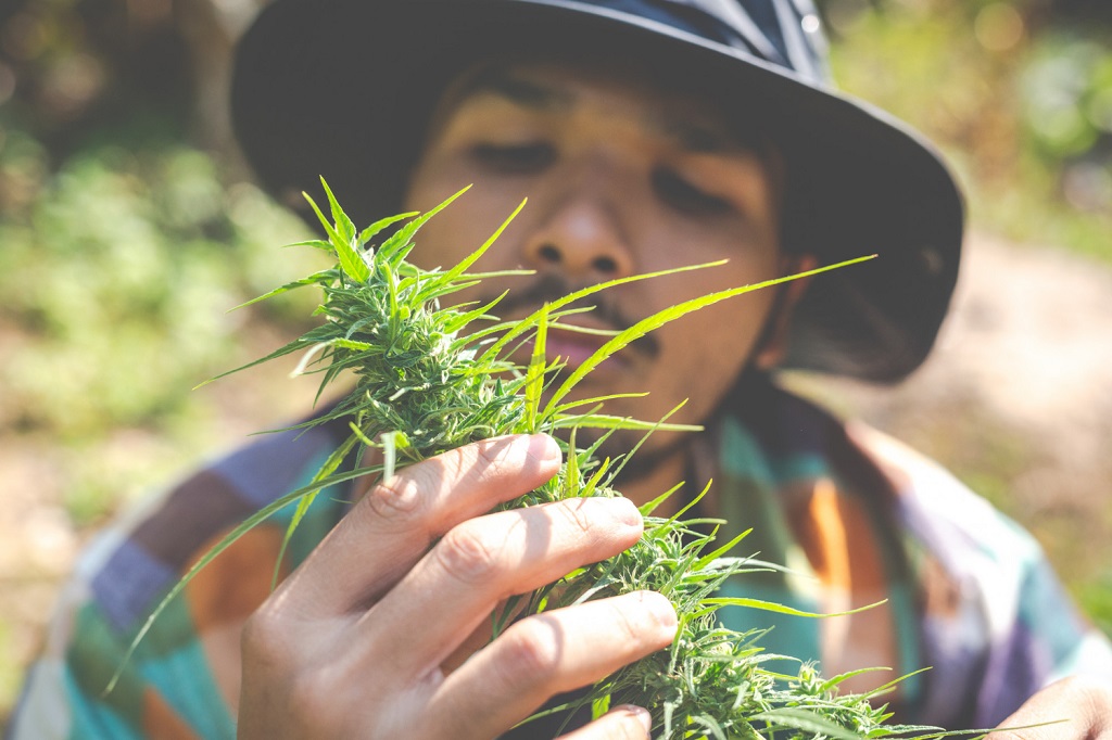 Die Menschheit kultiviert seit Jahrhunderten Cannabis-Landrassen (Foto: jcomp)