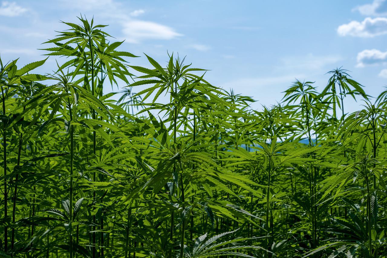 What are cannabis landraces?