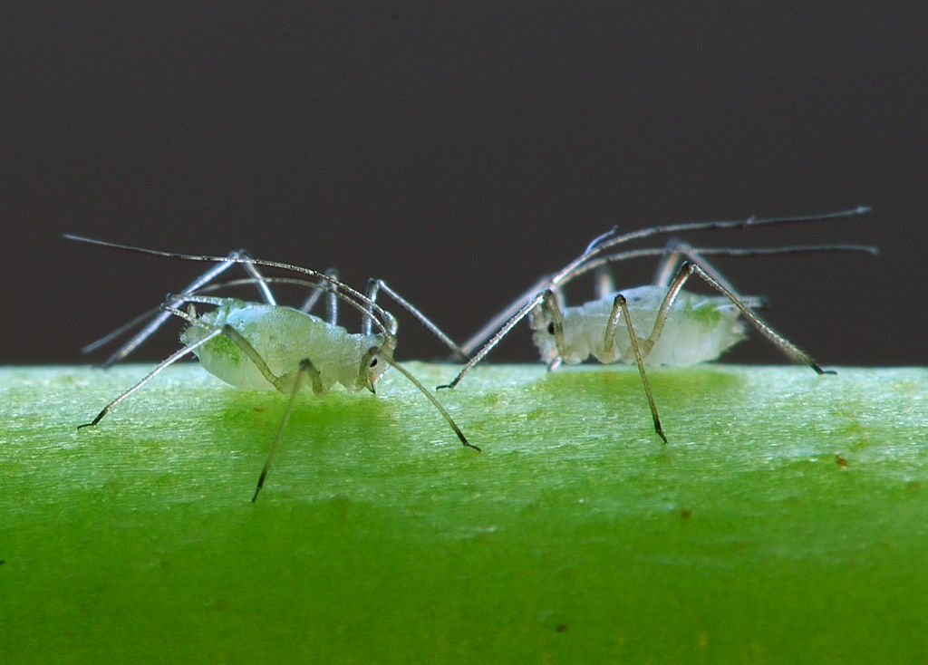 Aphids can take on a variety of different colourations